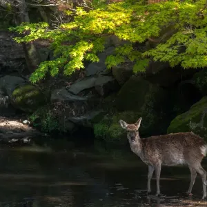 deer in nara park deer in nara park