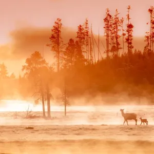 deer near stream at dawn deer near stream at dawn