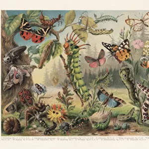 Defence mechanisms of different insects, chromolithograph, published in 1897