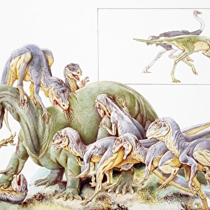 Deinonychus antirrhopus, large group violently attacking larger dinosaur