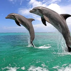 Delfin (Grosser Tuemmler) Delfin (Grosser Tuemmler)
