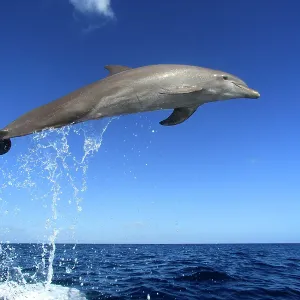 Delfin (Grosser Tuemmler) Delfin (Grosser Tuemmler)