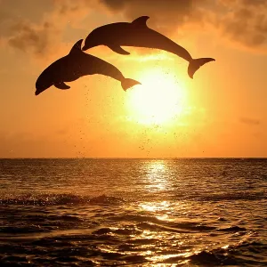 Delfin (Grosser Tuemmler) Delfin (Grosser Tuemmler)