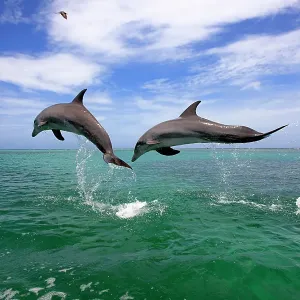 Delfin (Grosser Tuemmler) Delfin (Grosser Tuemmler)