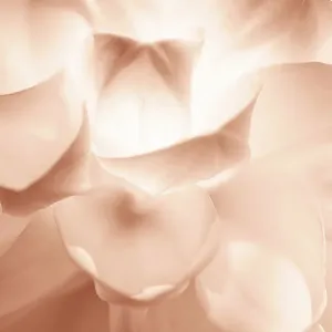 Delicate Peony flower background in Beige Brown Mocha color Color of The Year 2025 Delicate Peony flower background in Beige Brown Mocha color Color of The Year 2025