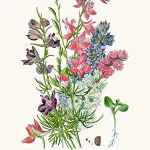 Delphinium flowers