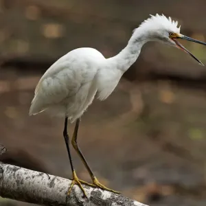 Demonstrative snowy egret Demonstrative snowy egret