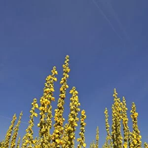 Denseflower mullein -Verbascum densiflorum-, against blue sky, Bavaria, Germany