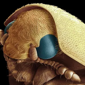 Dermestid beetle, SEM