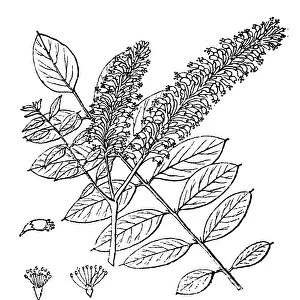 Desert false indigo, false indigo-bush, and bastard indigobush (Amorpha fruticosa)