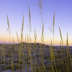 Desert grass against sandstone formations, dusk, autumn