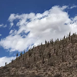 Desert Hill covered with Cardon Cacti in Northern Argentina