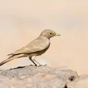 Desert Lark (Ammomanes deserti whitakeri), Libya, Sahara, North Africa, Africa Desert Lark (Ammomanes deserti whitakeri), Libya, Sahara, North Africa, Africa