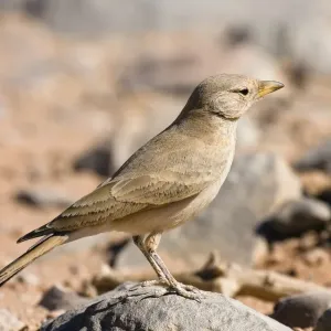Desert Lark (Ammomanes deserti whitakeri), Libya, Sahara, North Africa, Africa Desert Lark (Ammomanes deserti whitakeri), Libya, Sahara, North Africa, Africa
