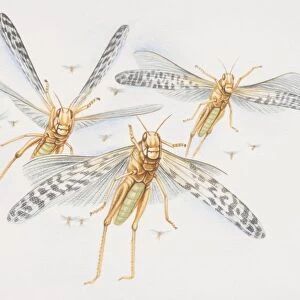 Three Desert Locusts (schistocerca gregaria) in flight, front view
