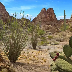 Arizona Desert Landscape Print with Ocotillo and Saguaro Cactus Arizona Desert Landscape Print with Ocotillo and Saguaro Cactus