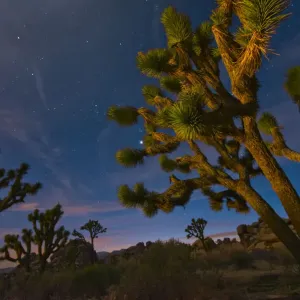 desert, sky, sunset, joshua tree, scenic, evening, silhouette, landscape, tree, travel desert, sky, sunset, joshua tree, scenic, evening, silhouette, landscape, tree, travel