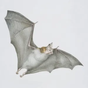 Desmodus rotundus, Vampire Bat in flight