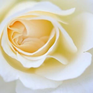 Detail, white Rose (Rosa)