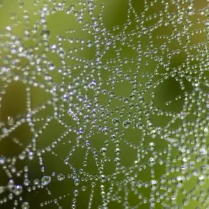 Dew Drops on Spider Web Print Dew Drops on Spider Web Print