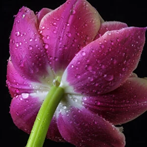 Dew On Pink Tulip