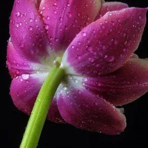Pink Tulip Print with Dew