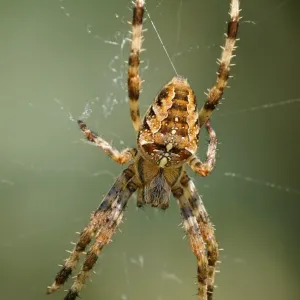 Araneus diadematus Print Araneus diadematus Print