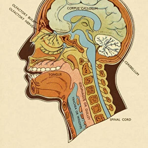 Diagram of Head and Neck