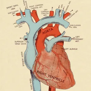 Science Inspired Art Jigsaw Puzzle Collection: The Human Heart