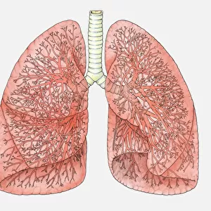 Diagram of human lungs showing blood supply