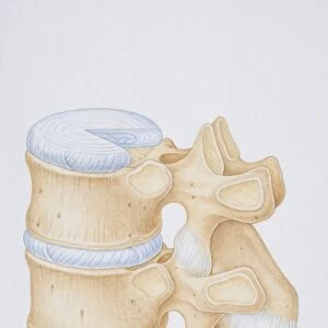 Diagram of a human thoracic vertebrae including the intervertebral disk, vertebral process and ligaments