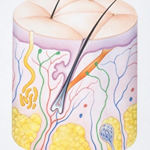 Diagram illustrating the two layers of human skin, epidermis, dermis and hair follicle