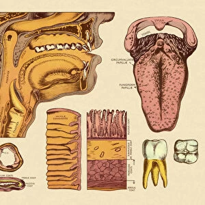 Diagram of Mouth