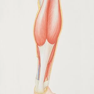 Diagram of back of lower leg illustrating muscle groups, nerves and veins