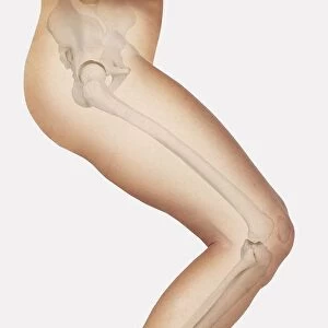 Diagram showing bones inside human leg, ready to jump