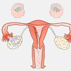 Diagram showing the interaction between female sexual organs and the brain, on one side, the normal reproductive cycle, and on the other, the effect of the contraceptive pill