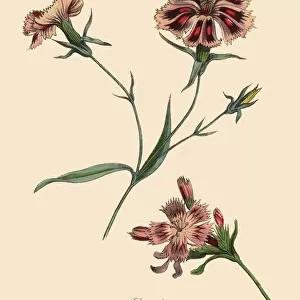 Dianthus or Carnation Plant, Victorian Botanical Illustration