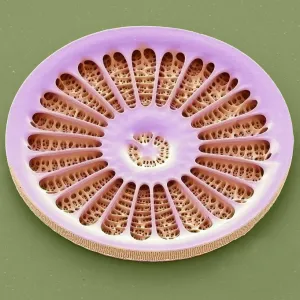 SEM Diatom Print: A single diatom cell, its delicate frustule visible under high magnification
