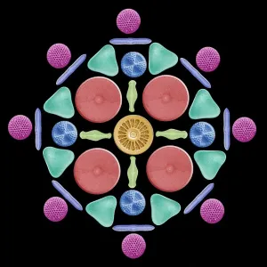 Diatoms and radiolaria, SEM Diatoms and radiolaria, SEM