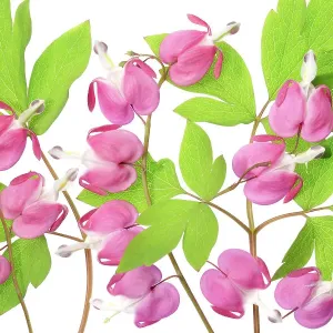 Dicentra Lamprocapnos Dicentra Lamprocapnos