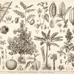 Different chestnut tree cacao illustration