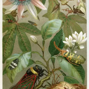 Different cicada 1897