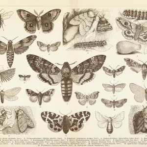 Different insects moth Lepidoptera death's head illustration Different insects moth Lepidoptera death's head illustration