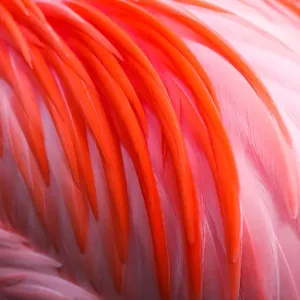 Flamingo Pink Feather Print Flamingo Pink Feather Print