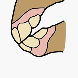Digital cross section illustration of horse jaw showing development of teeth between one year and ten years