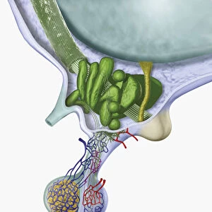 Digital cross section illustration of human hypothalamus and pituitary gland