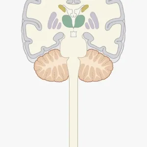 Digital cross section illustration of human brain