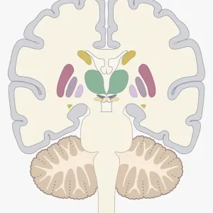 Digital cross section illustration of human brain showing location of basal nuclei