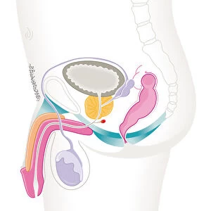 Digital cross section illustration of male reproductive system