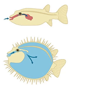 Digital cross section illustration of Porcupine Fish and Puffer Fish abdomen